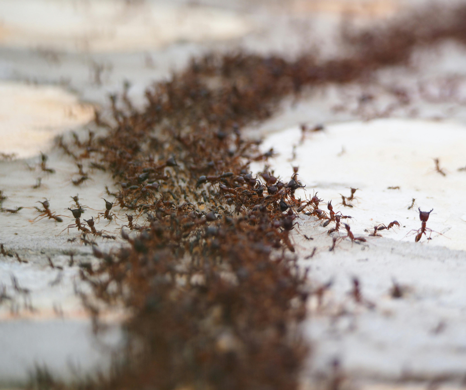 شركة مكافحة النمل الأسود