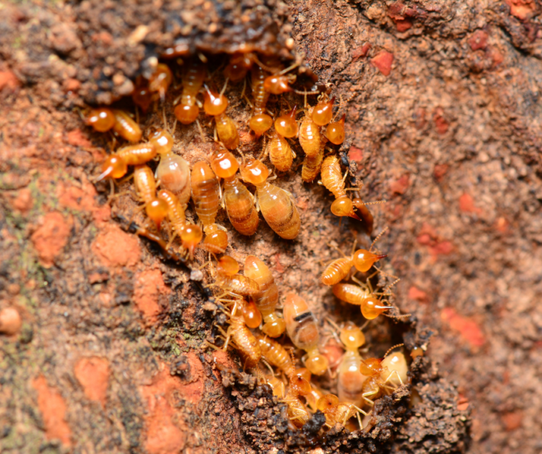 شركة مكافحة الرمة