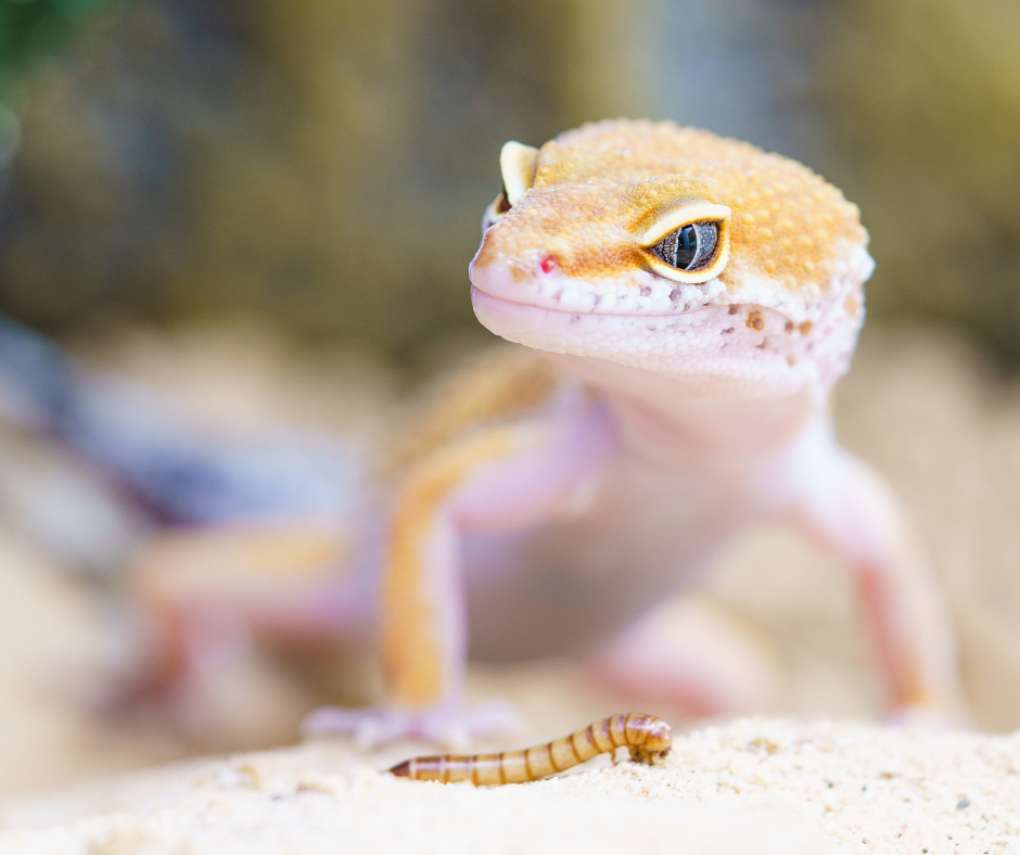 شركة مكافحة البرص