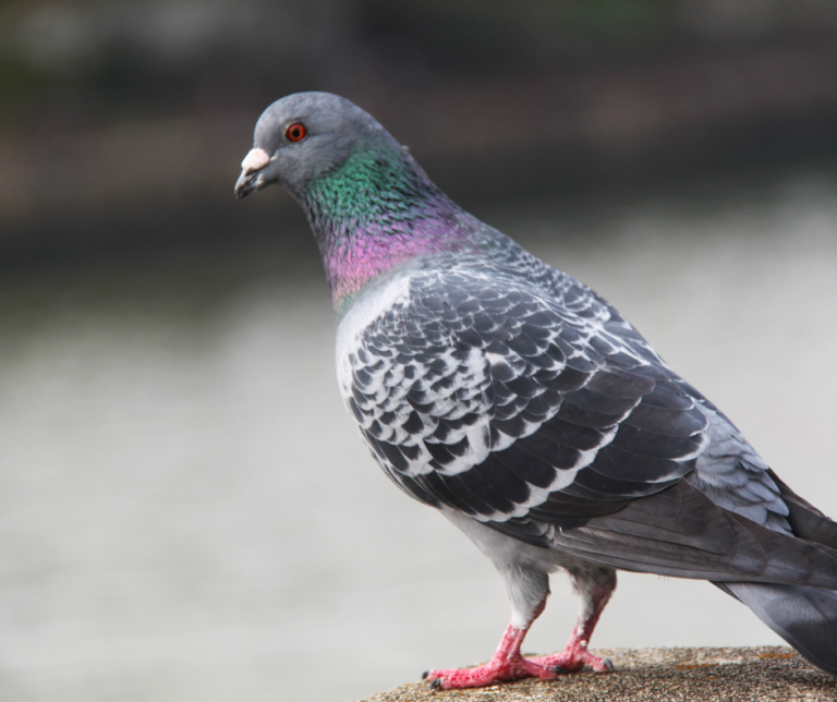 شركة مكافحة الحمام في ابوظبي 0551544776 خدمة 24 ساعة