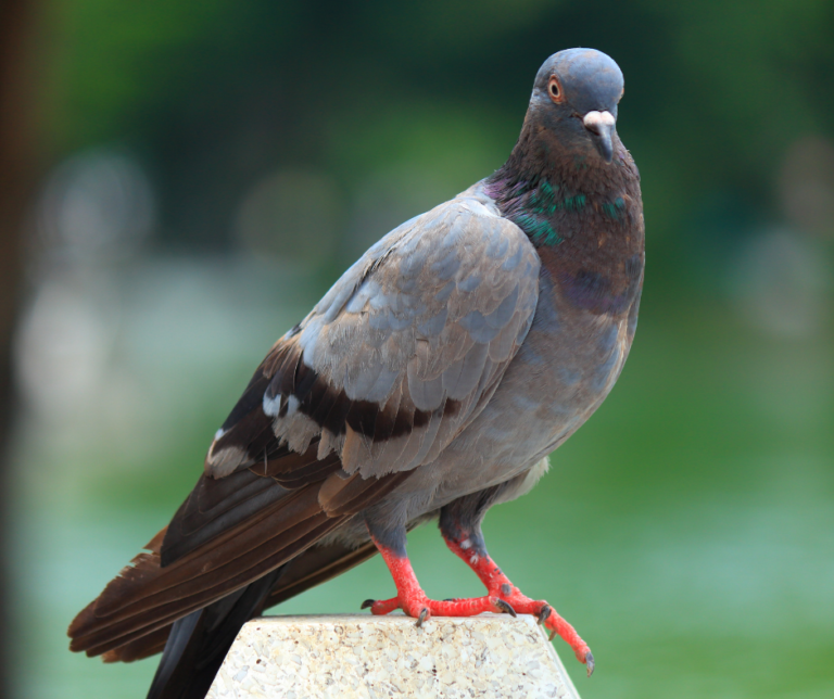 شركة مكافحة الحمام في العين 0551544776 خدمة 24 ساعة