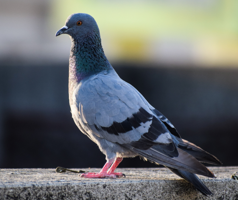 شركة مكافحة الحمام في راس الخيمة 0551544776 خدمة 24 ساعة