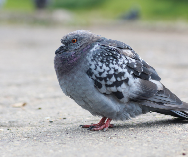 شركة مكافحة الحمام في ام القيوين 0551544776 خدمة 24 ساعة