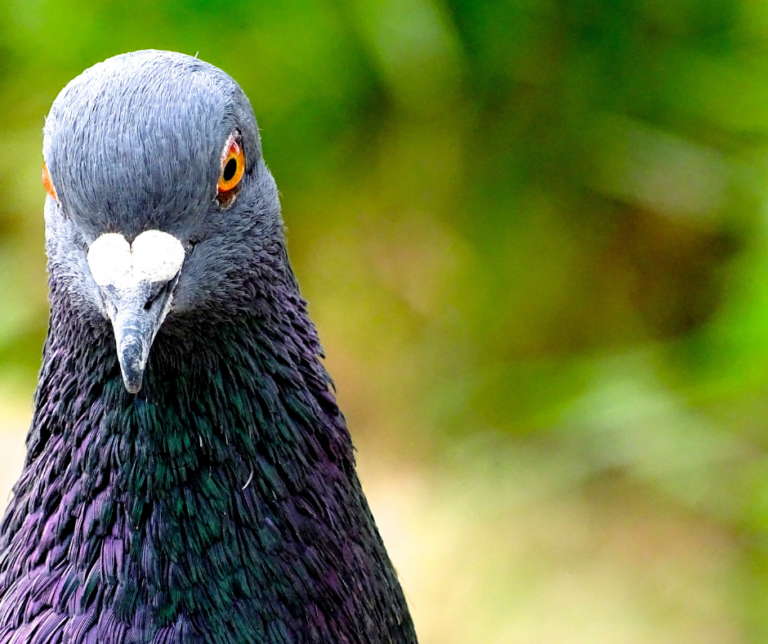 شركة مكافحة الحمام في عجمان 0551544776 خدمة 24 ساعة