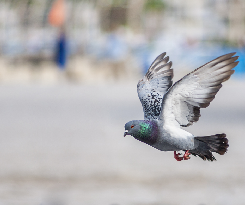 شركة مكافحة الحمام